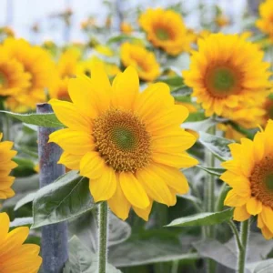 Buttercream Sunflower Seeds - 25 Seeds - Open-Pollinating, Drought Resistant Annuals - Image 17