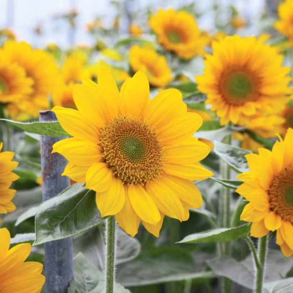 Buttercream Sunflower Seeds - 25 Seeds - Open-Pollinating, Drought Resistant Annuals - Image 17