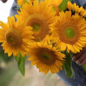 Buttercream Sunflower Seeds - 25 Seeds - Open-Pollinating, Drought Resistant Annuals - Image 18