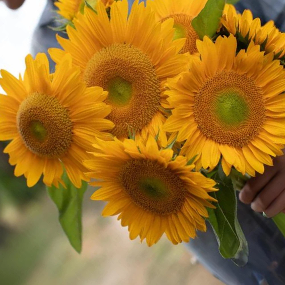Buttercream Sunflower Seeds - 25 Seeds - Open-Pollinating, Drought Resistant Annuals - Image 18