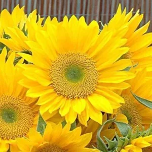Buttercream Sunflower Seeds - 25 Seeds - Open-Pollinating, Drought Resistant Annuals - Image 19