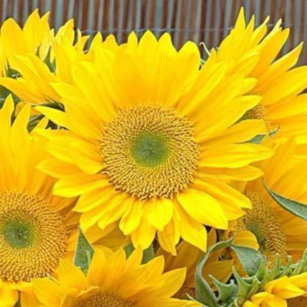 Buttercream Sunflower Seeds - 25 Seeds - Open-Pollinating, Drought Resistant Annuals - Image 19