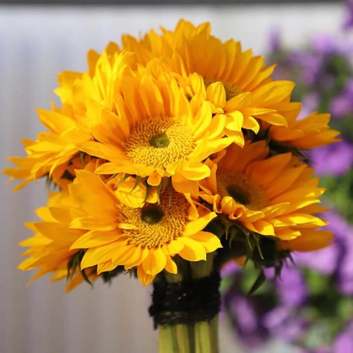 Buttercream Sunflower Seeds - 25 Seeds - Open-Pollinating, Drought Resistant Annuals - Image 2