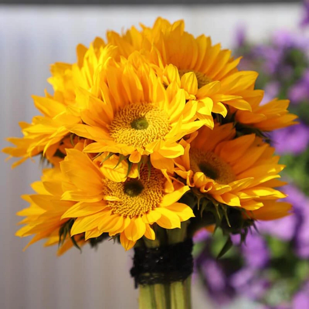 Buttercream Sunflower Seeds - 25 Seeds - Open-Pollinating, Drought Resistant Annuals - Image 20