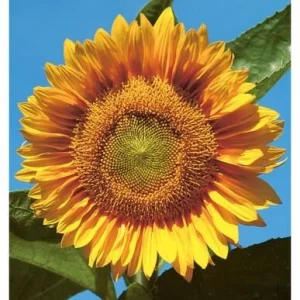 Buttercream Sunflower Seeds - 25 Seeds - Open-Pollinating, Drought Resistant Annuals - Image 3