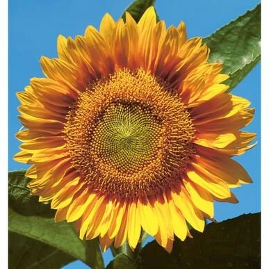 Buttercream Sunflower Seeds - 25 Seeds - Open-Pollinating, Drought Resistant Annuals - Image 3