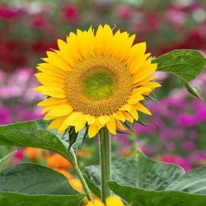 Buttercream Sunflower Seeds - 25 Seeds - Open-Pollinating, Drought Resistant Annuals - Image 4