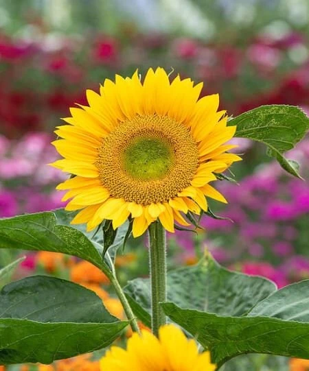 Buttercream Sunflower Seeds - 25 Seeds - Open-Pollinating, Drought Resistant Annuals - Image 4