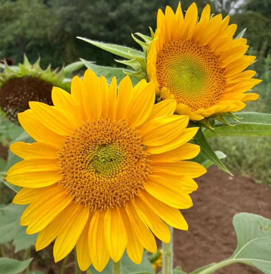 Buttercream Sunflower Seeds - 25 Seeds - Open-Pollinating, Drought Resistant Annuals - Image 5