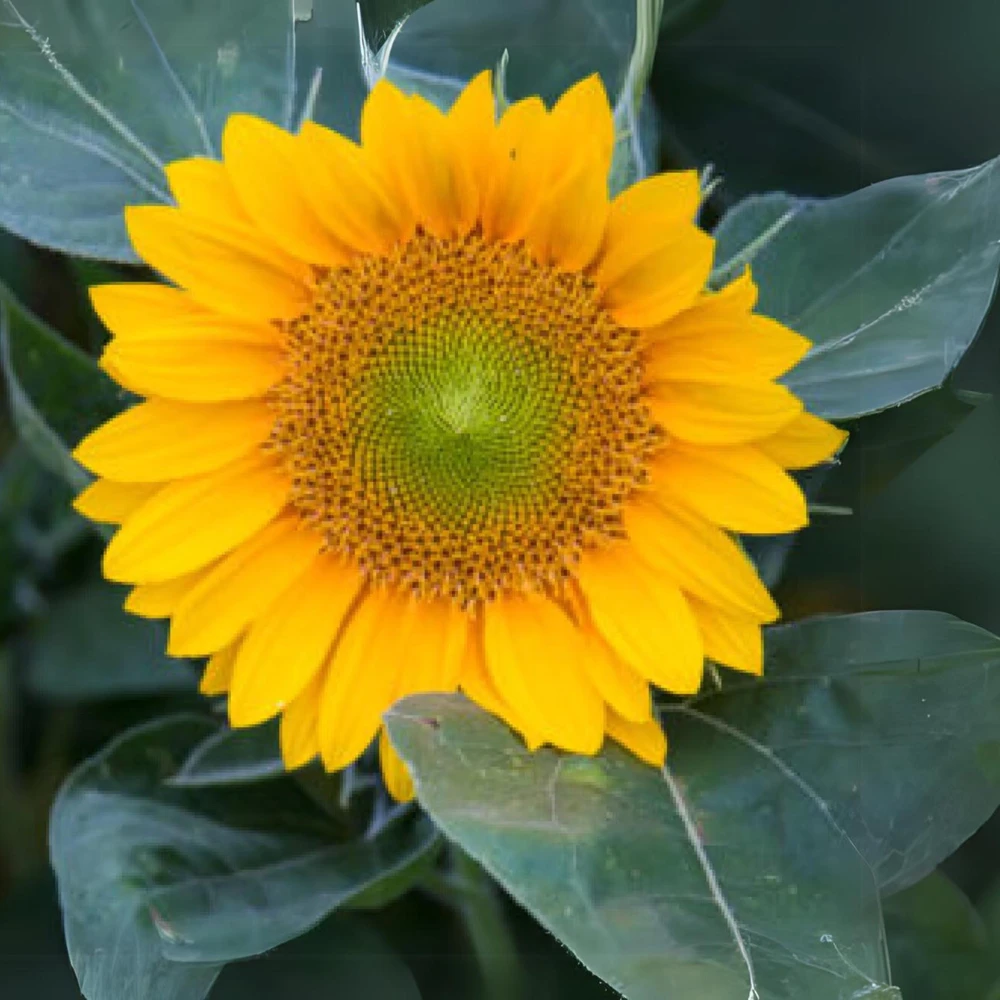 Buttercream Sunflower Seeds - 25 Seeds - Open-Pollinating, Drought Resistant Annuals - Image 6