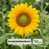 Buttercream Sunflower Seeds - 25 Seeds - Open-Pollinating, Drought Resistant Annuals - Image 1