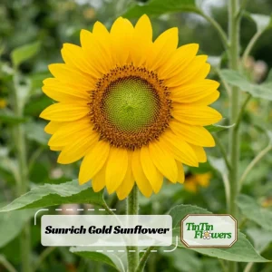Buttercream Sunflower Seeds - 25 Seeds - Open-Pollinating, Drought Resistant Annuals - Image 1