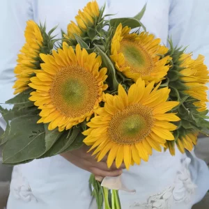 Buttercream Sunflower Seeds - 25 Seeds - Open-Pollinating, Drought Resistant Annuals - Image 8