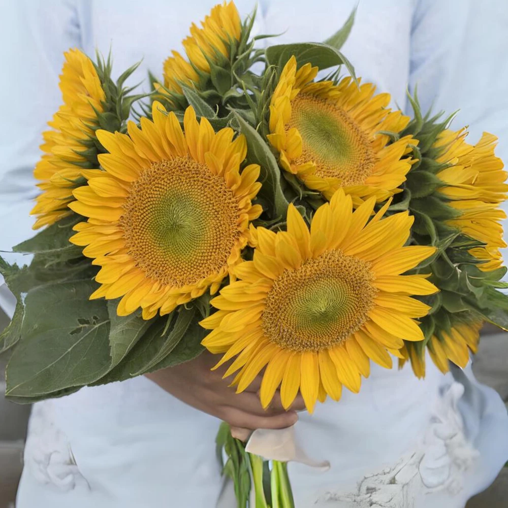 Buttercream Sunflower Seeds - 25 Seeds - Open-Pollinating, Drought Resistant Annuals - Image 8