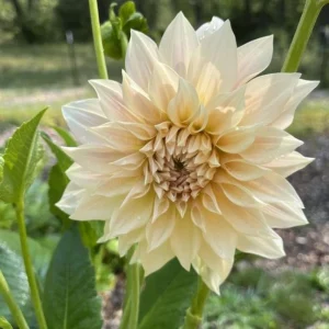 Café Au Lait Dahlia Seeds - 40 Seed Pack - Elegant Creamy Blooms - Open Pollinated - Image 10