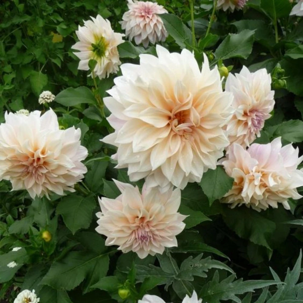 Café Au Lait Dahlia Seeds - 40 Seed Pack - Elegant Creamy Blooms - Open Pollinated - Image 11