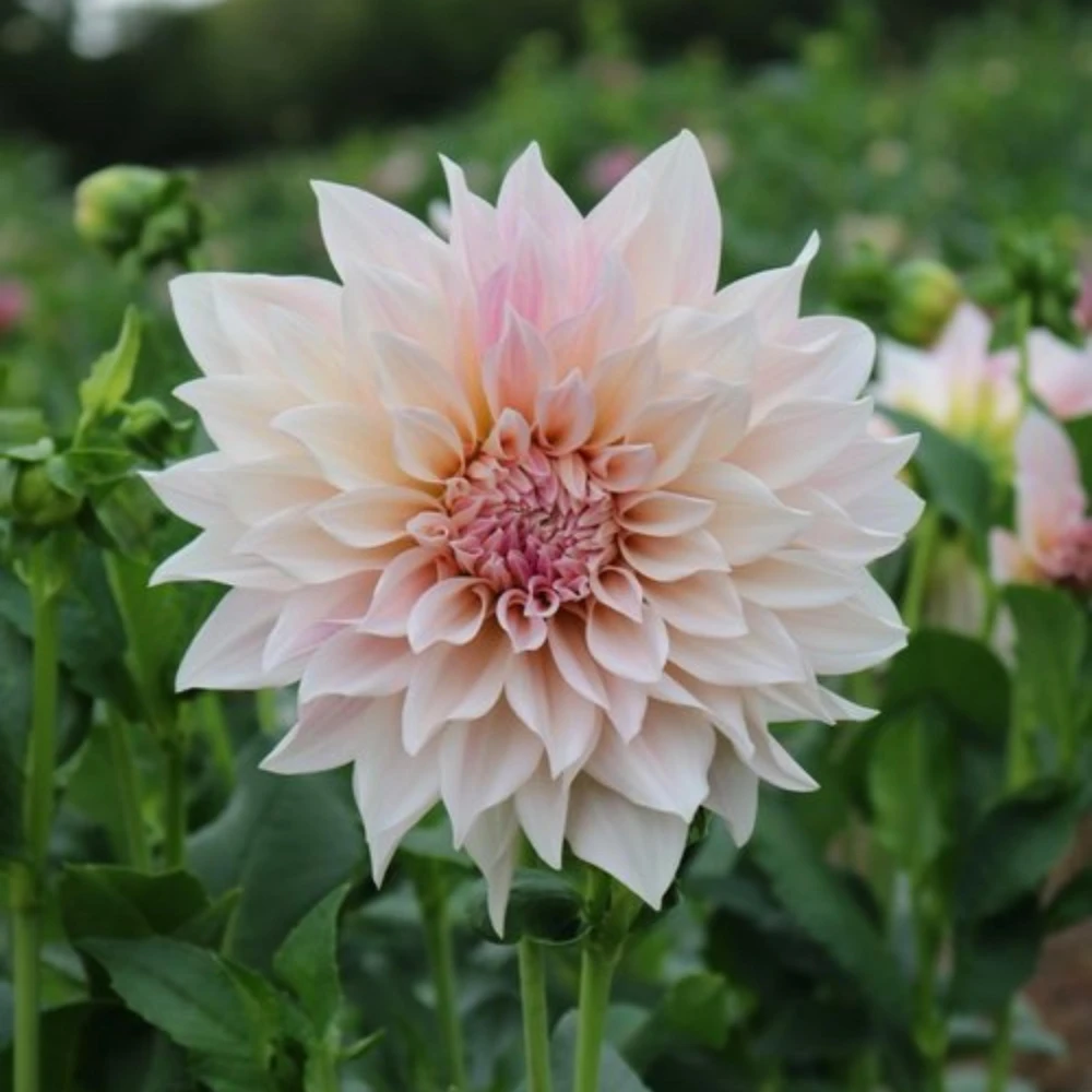 Café Au Lait Dahlia Seeds - 40 Seed Pack - Elegant Creamy Blooms - Open Pollinated - Image 12