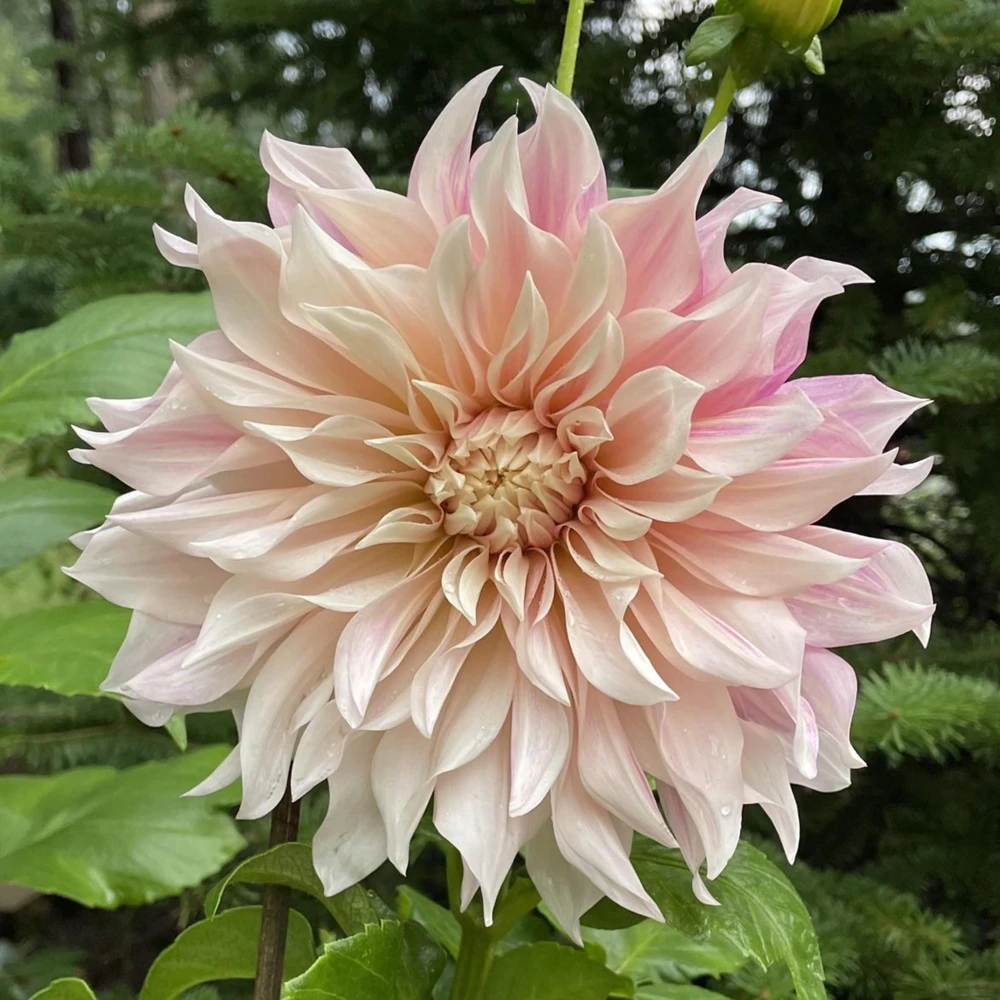 Café Au Lait Dahlia Seeds - 40 Seed Pack - Elegant Creamy Blooms - Open Pollinated - Image 13