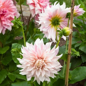 Café Au Lait Dahlia Seeds - 40 Seed Pack - Elegant Creamy Blooms - Open Pollinated - Image 14