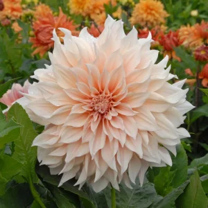 Café Au Lait Dahlia Seeds - 40 Seed Pack - Elegant Creamy Blooms - Open Pollinated - Image 16