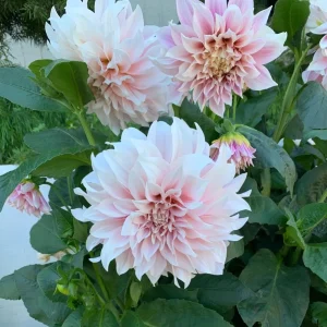 Café Au Lait Dahlia Seeds - 40 Seed Pack - Elegant Creamy Blooms - Open Pollinated - Image 17