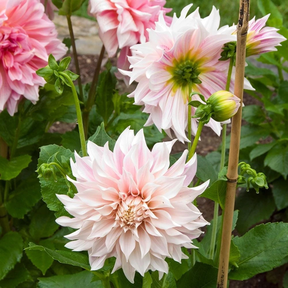 Café Au Lait Dahlia Seeds - 40 Seed Pack - Elegant Creamy Blooms - Open Pollinated - Image 3