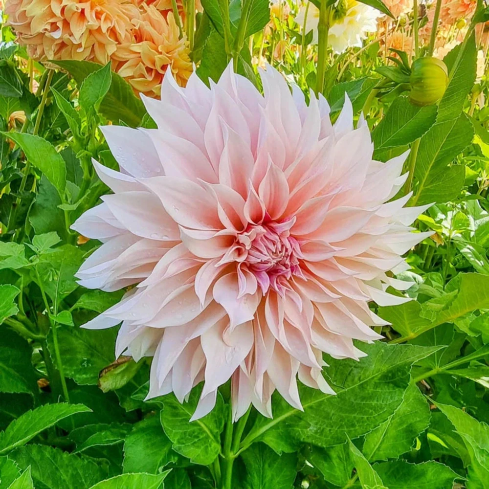 Café Au Lait Dahlia Seeds - 40 Seed Pack - Elegant Creamy Blooms - Open Pollinated - Image 4