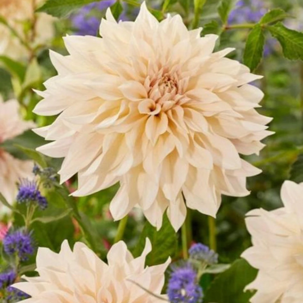 Café Au Lait Dahlia Seeds - 40 Seed Pack - Elegant Creamy Blooms - Open Pollinated - Image 6