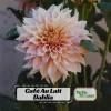 Café Au Lait Dahlia Seeds - 40 Seed Pack - Elegant Creamy Blooms - Open Pollinated - Image 1