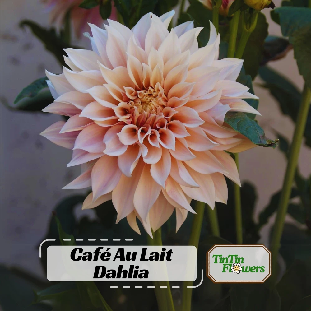 Café Au Lait Dahlia Seeds - 40 Seed Pack - Elegant Creamy Blooms - Open Pollinated - Image 1