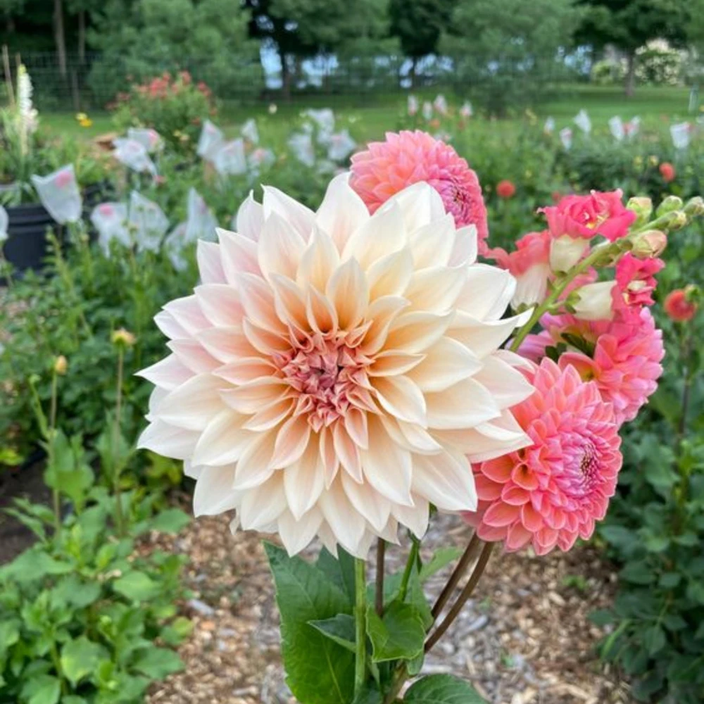 Café Au Lait Dahlia Seeds - 40 Seed Pack - Elegant Creamy Blooms - Open Pollinated - Image 7