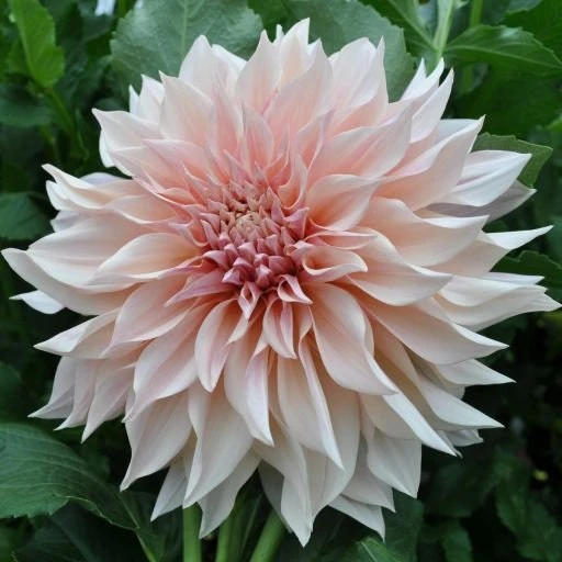 Café Au Lait Dahlia Seeds - 40 Seed Pack - Elegant Creamy Blooms - Open Pollinated - Image 8