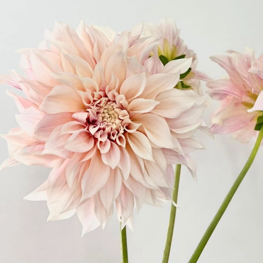 Café Au Lait Dahlia Seeds - 40 Seed Pack - Elegant Creamy Blooms - Open Pollinated - Image 9