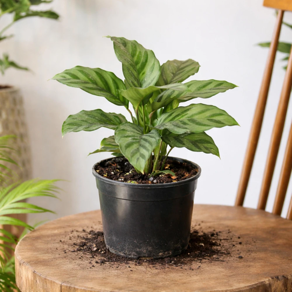 Calathea Freddie Seeds - 20 Pack - Tropical Indoor Prayer Plant Seeds - Image 11