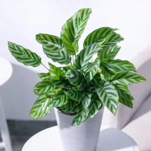Calathea Freddie Seeds - 20 Pack - Tropical Indoor Prayer Plant Seeds - Image 13