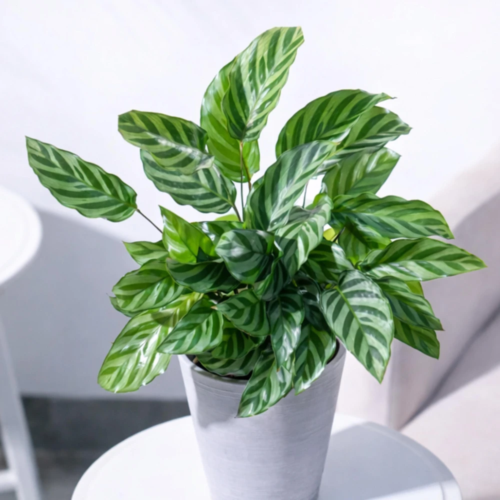 Calathea Freddie Seeds - 20 Pack - Tropical Indoor Prayer Plant Seeds - Image 13