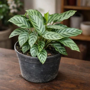 Calathea Freddie Seeds - 20 Pack - Tropical Indoor Prayer Plant Seeds - Image 14