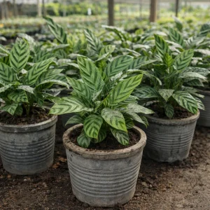 Calathea Freddie Seeds - 20 Pack - Tropical Indoor Prayer Plant Seeds - Image 15