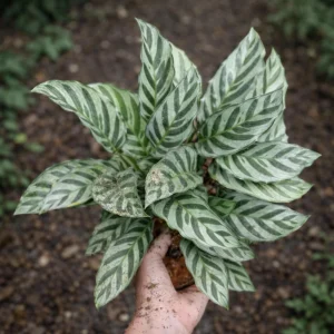 Calathea Freddie Seeds - 20 Pack - Tropical Indoor Prayer Plant Seeds - Image 17
