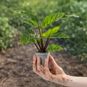 Calathea Freddie Seeds - 20 Pack - Tropical Indoor Prayer Plant Seeds - Image 19