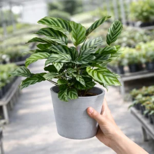 Calathea Freddie Seeds - 20 Pack - Tropical Indoor Prayer Plant Seeds - Image 2