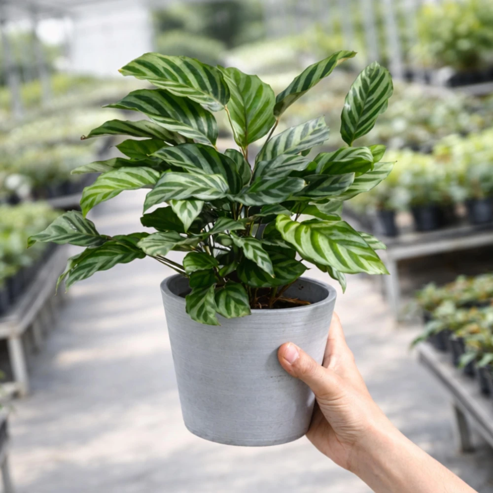 Calathea Freddie Seeds - 20 Pack - Tropical Indoor Prayer Plant Seeds - Image 2