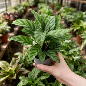 Calathea Freddie Seeds - 20 Pack - Tropical Indoor Prayer Plant Seeds - Image 4