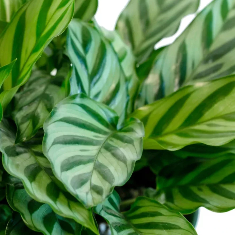 Calathea Freddie Seeds - 20 Pack - Tropical Indoor Prayer Plant Seeds - Image 7