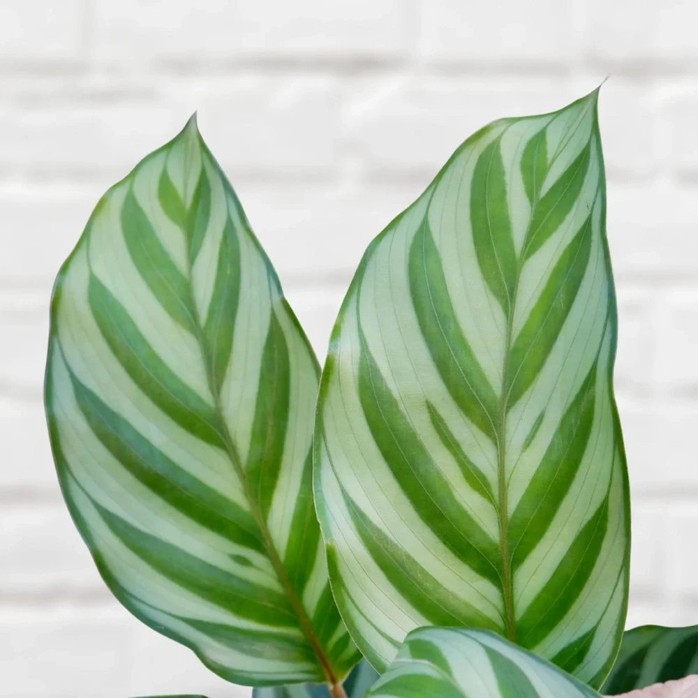 Calathea Freddie Seeds - 20 Pack - Tropical Indoor Prayer Plant Seeds - Image 8