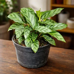 Calathea Freddie Seeds - 20 Pack - Tropical Indoor Prayer Plant Seeds - Image 9