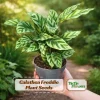 Calathea Freddie Seeds - 20 Pack - Tropical Indoor Prayer Plant Seeds - Image 1