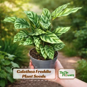 Calathea Freddie Seeds - 20 Pack - Tropical Indoor Prayer Plant Seeds - Image 1