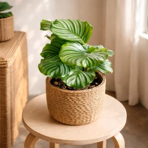 Calathea Orbifolia Seeds - Tropical Houseplant, Rare Foliage, 20 Seeds - Image 11