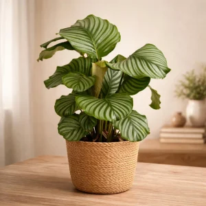 Calathea Orbifolia Seeds - Tropical Houseplant, Rare Foliage, 20 Seeds - Image 12